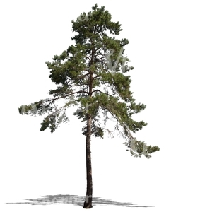 cut out tall pine tree