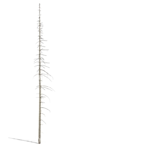 barren trunk of spruce