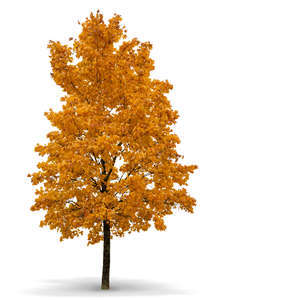 big maple tree in autumn with orange leaves