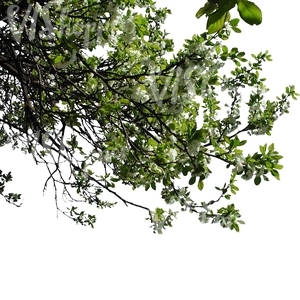 tree branch with white blossoms