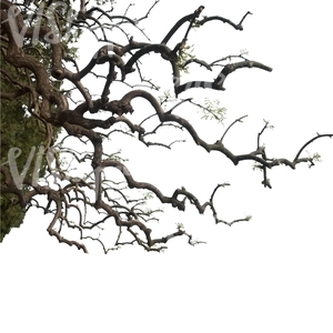 cut out oak branch with small leaves
