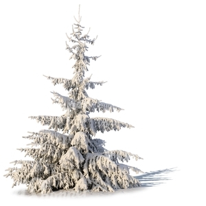 spruce covered with snow