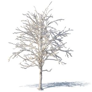 leafless winter tree covered with snow