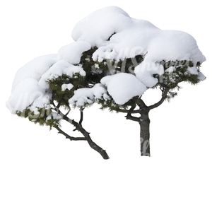 small pine tree covered with snow
