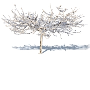 leafless tree covered with snow