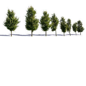 row of trees in sunlight