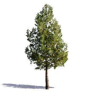 cut out small pine tree