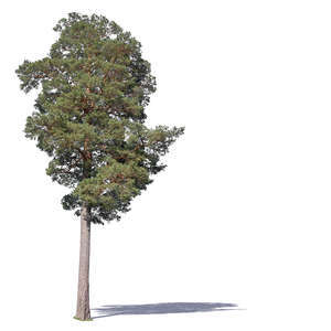 pinus sylvestris in sunlight