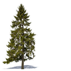 cut out big spruce in sunlight