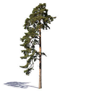 cut out pine tree with more branches on one side