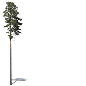 cut out tall pine tree