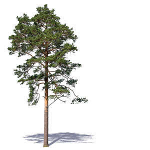 cut out pine in sunlight