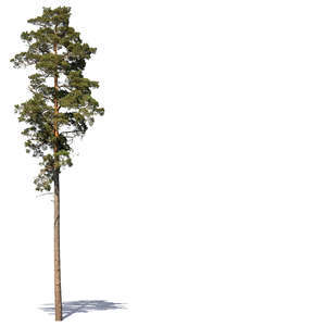 tall pine in sunlight