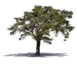 pine tree in sunlight