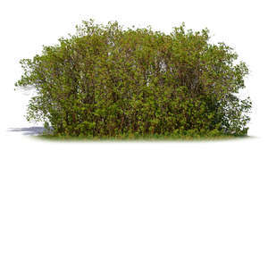 thick bush