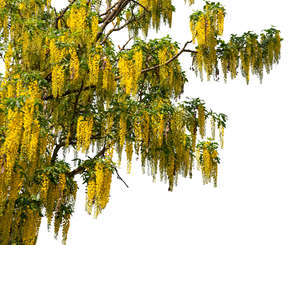 branch of a blooming golden rain tree