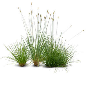 three tufts of grass