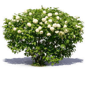 blooming guelder rose