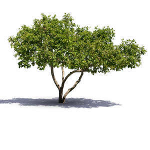 apple tree in summer