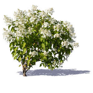 blooming white hortensia