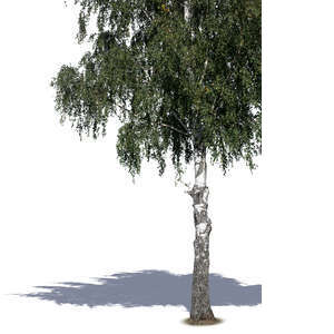 branch of birch tree