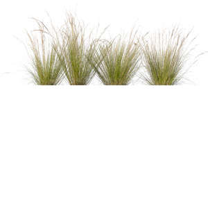 four tufts of grass