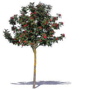 small rowan tree with ripe berries