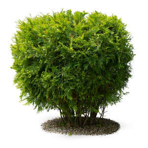 round thuja bush