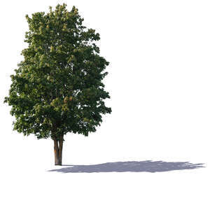 backlit big maple tree