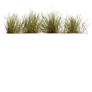 four tufts of grass in sunlight