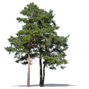 group of tall pine trees in sunlight