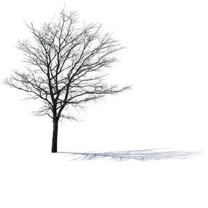 leafless backlit tree