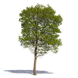 medium size tree with young spring leaves