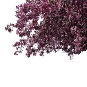 branch of a blooming cherry tree