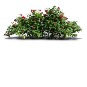 cut out rose bush with red blossoms