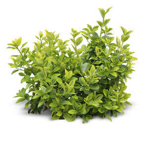 cut out small light green plant