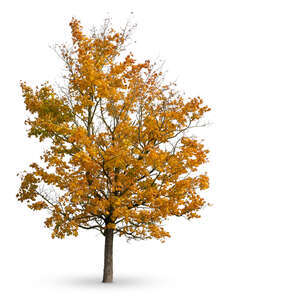 cut out maple tree in autumn with some yellow leaves