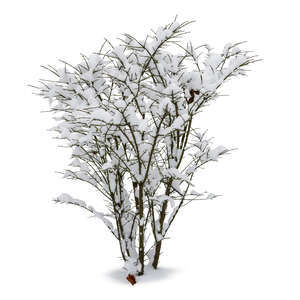 snow covered leafless bush