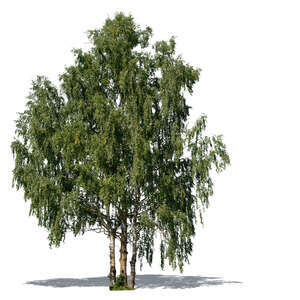 cut out group of three birches