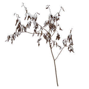 small bush with withered leaves and snow