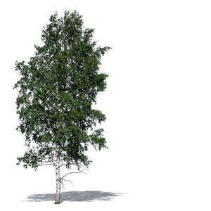 cut out betula pendula