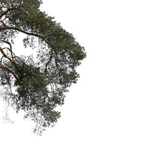 pine tree branch in the sunlight