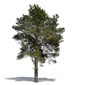 cut out pinus sylvestris