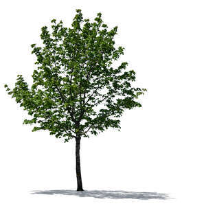 cut out small backlit maple tree in early summer