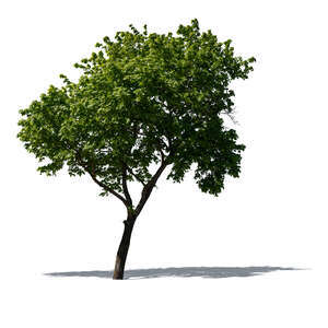 cut out small maple tree