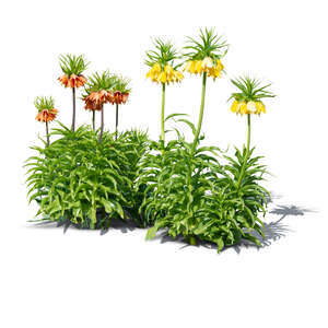 cut out blooming fritillary flowers