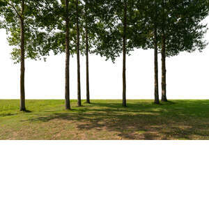 cut out backlit grove in the foreground