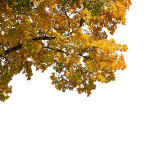 cut out branch of a maple tree with golden fall leaves