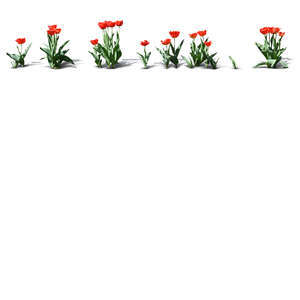 cut out flowerbed of red blooming tulpis