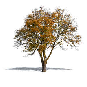 cut out maple tree in late autumn